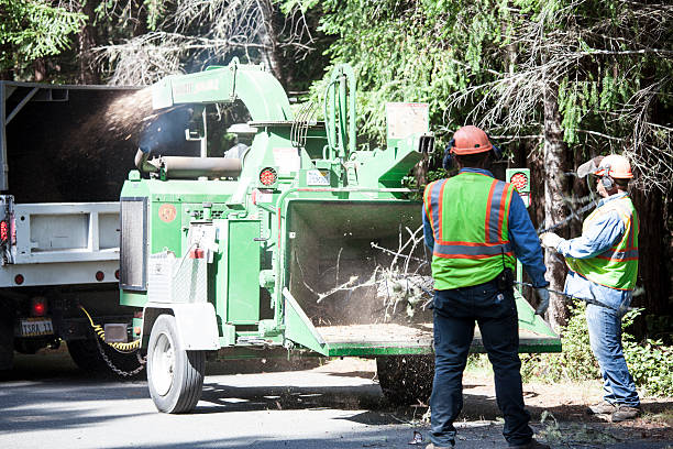 How Our Tree Care Process Works  in  Grass Lake, MI